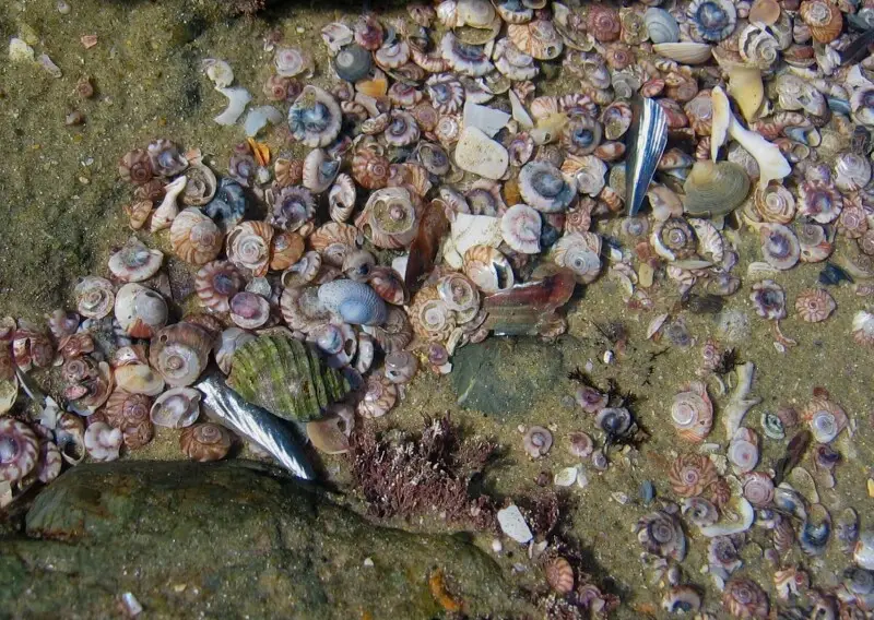 Sea shells (mainly the whirl shell, Zethalia zelandica) in a rock pool at Te Arai Point, Auckland, New Zealand.