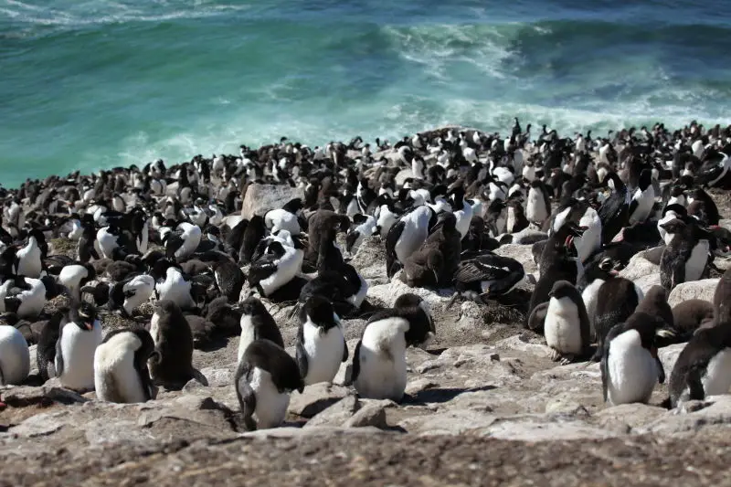 Rockhopper Penguins and King Cormorants