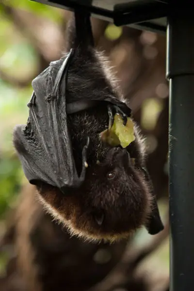 Rodrigues flying fox (fruit bat) - Artis Royal Zoo