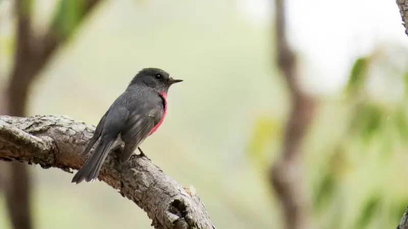 Rose Robin, Petroica rosea. Nymboida National Park, NSW, Australia, August 2014.
