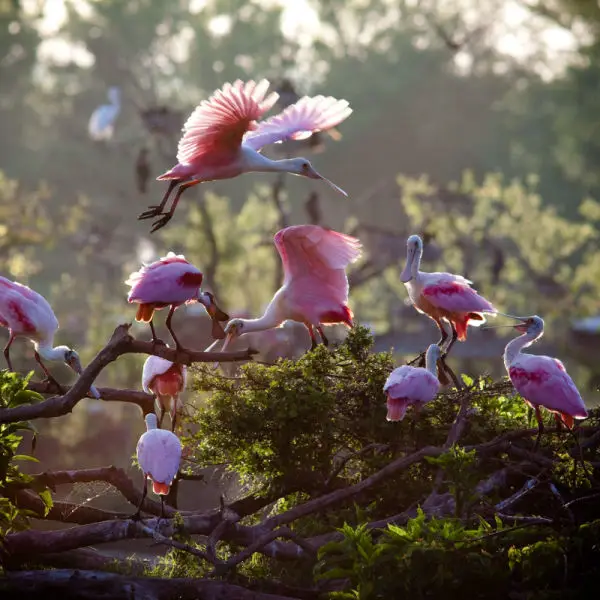 Roseate Spoonbills