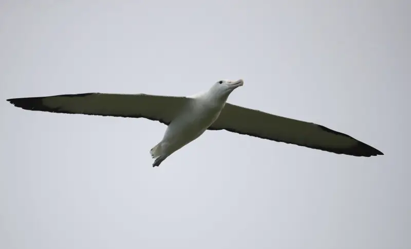 royal albatross - otago peninsula - dunedin - new zealand