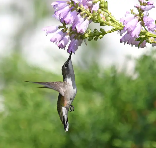 Ruby-throated hummingbird feeding from an obedient plant