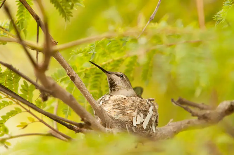 ruby-throated hummingbird in nest