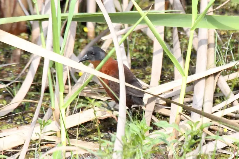 Ruddy Crake (Laterallus ruber)