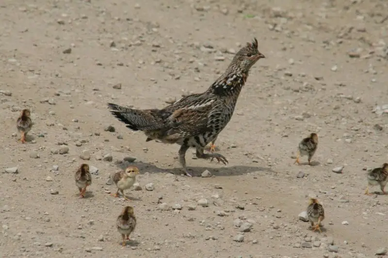 Ruffed Grouse with Chicks