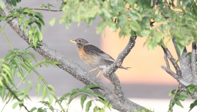 Rufous-collared Thrush Turdus rufitorques female, Guatemala