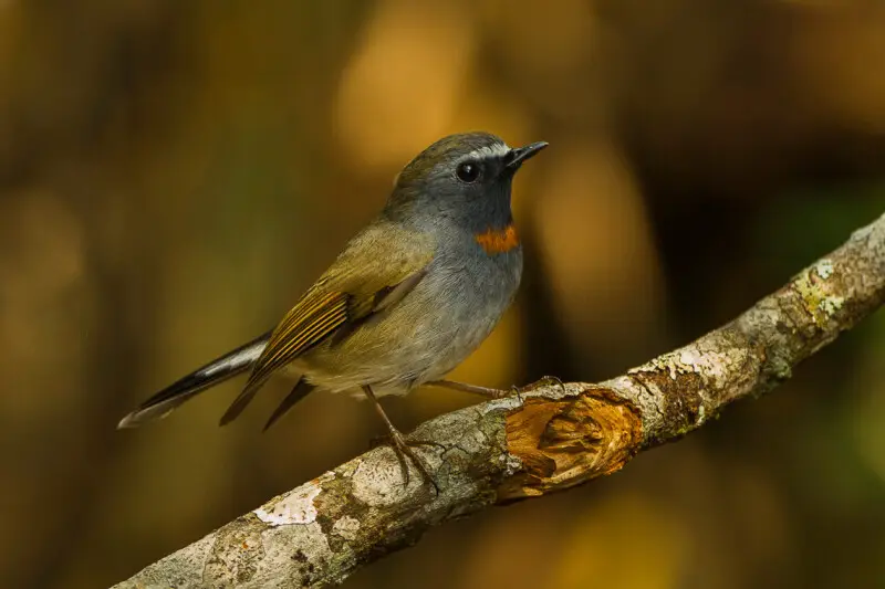 Rufous-gorgeted Flycatcher - Thailand_S4E9375