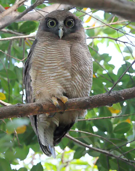 Rufous Owl male (Ninox rufa) in Cairns, Queensland, Australia.