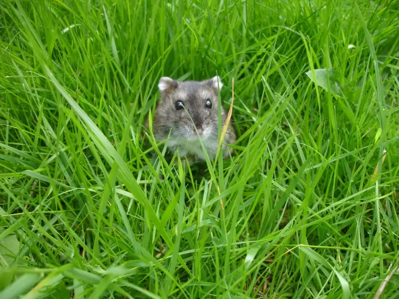 Russian Dwarf Hamster in the Garden