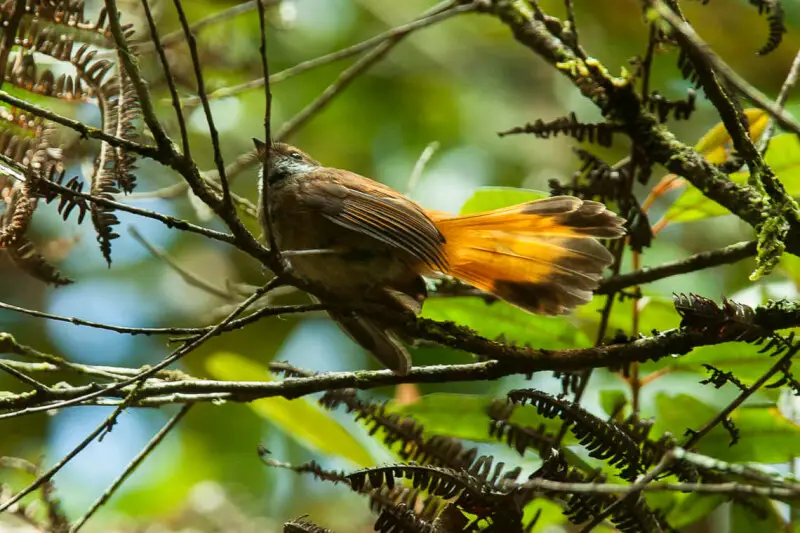 Rusty-flanked Fantail - Sulawesi_MG_5062