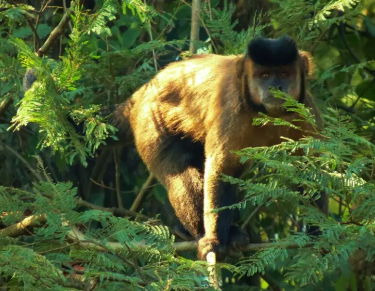 Yellow capuchin (Sapajus libidinosus) at Parana basin.