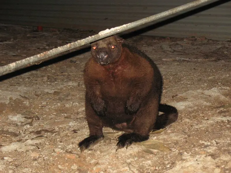 Bennett's Tree-Kangaroo photo