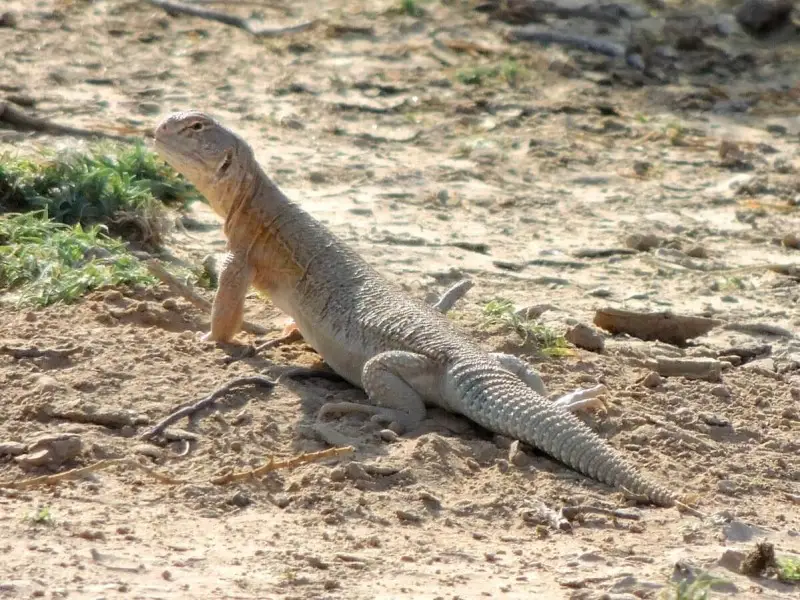 Hardwicke's Spiny-Tailed Lizard - Facts, Diet, Habitat & Pictures on Hardwicke's Spiny-Tailed Lizard - Facts, Diet, Habitat & Pictures on