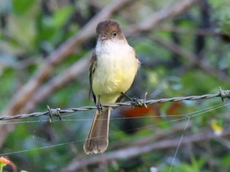 Sad Flycatcher (Myiarchus barbirostris)