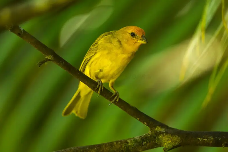 Saffron finch Facts, Diet, Habitat & Pictures on Animalia.bio