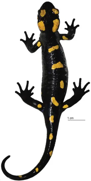 Figure 2; Holotype of Salamandra algira atlantica ssp. nov. (MNCN 50499) in life.