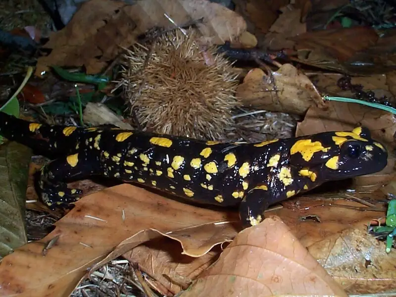Corsican Fire Salamander (Salamandra corsica), Corte (Tavignanu)