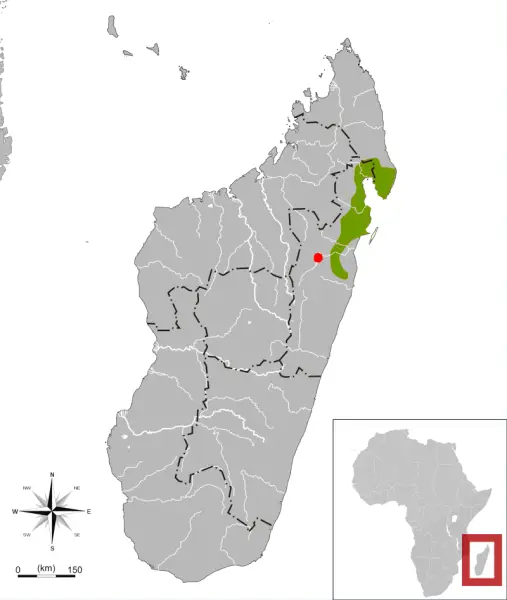 Durrell's vontsira Facts, Diet, Habitat & Pictures on Animalia.bio