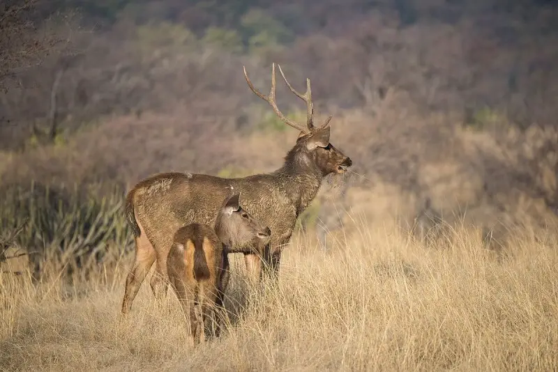 Sambar photo