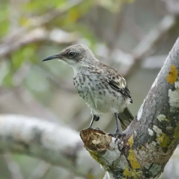San Cristóbal mockingbird Facts, Diet, Habitat & Pictures on Animalia.bio