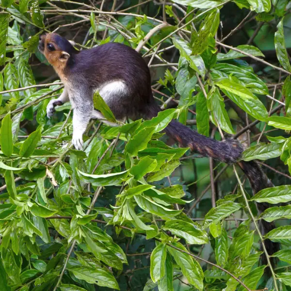 Sepilok, Sabah, Malaysia: A Giant Squirrel (Ratufa affinis) hunting for food in Rainforest Discovery Centre