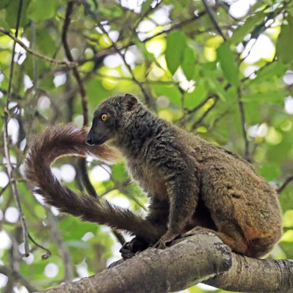 Sanford's brown lemur (Eulemur sanfordi) female, Ankarana Reserve, Madagascar