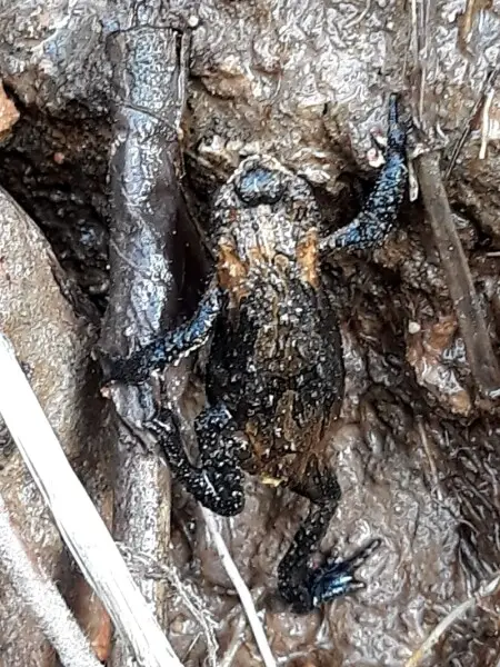 Sapinho-de-barriga-vermelha (Melanophryniscus simplex) observada em Ant?nio Prado - RS