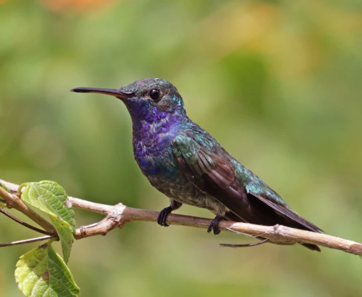 Sapphire-throated hummingbird