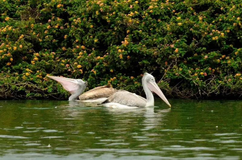 Spot-billed Pelicans at Jakkur lake, Bangalore, India