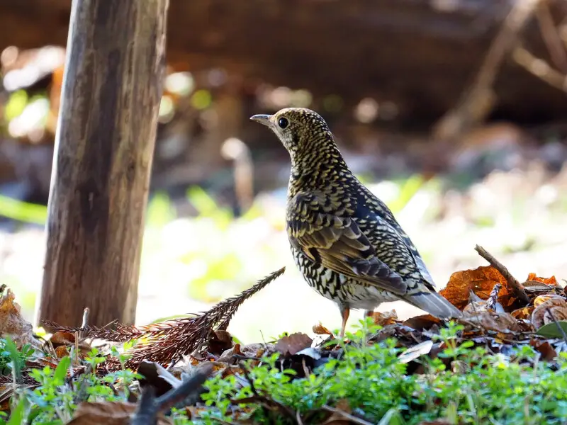 500px provided description: Scaly thrush [Amami thrush] (Zoothera dauma,&#160;?????) in the woods along Yasugawa between the soccer ground and the parking lot near the backetball court in Moriyama (via Flickr flic.kr/p/QkgQb4) [#birds ,#japan ,#wildlife ,