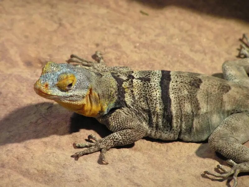 Petrosaurus thalassinus, Baja Blue Rock Lizard, pictured in Stuttgart Wilhelma Zoo