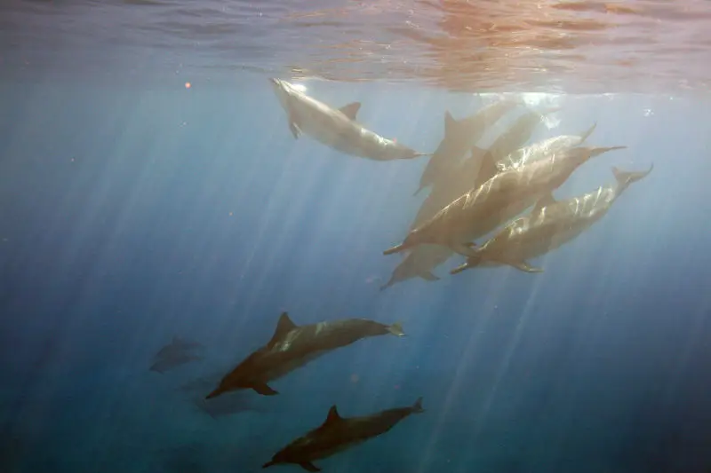 School of Spinner Dolphins