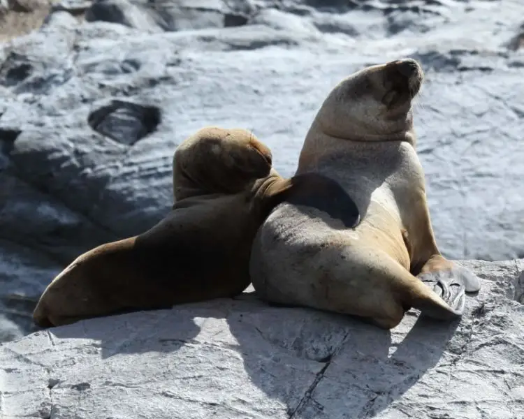 Sea Lions in the Beagle Channel