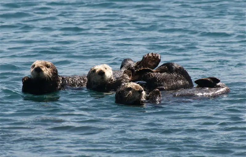 Sea Otters (Enhydra lutris)