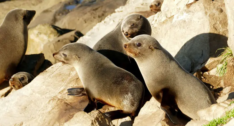 Seal pups. (gang of three)