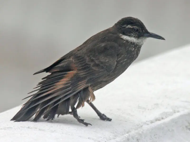 Seaside Cinclodes (Cinclodes nigrofumosus) at Vina Del Mar, Chile