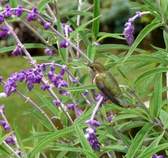A photo of a Volcano Hummingbird (Selasphorus flammula) perched on a plant.