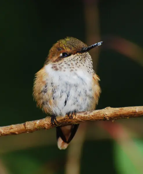 Scintillant Hummingbird (Selasphorus scintilla) at Savegre Lodge, Costa Rica, 080227.