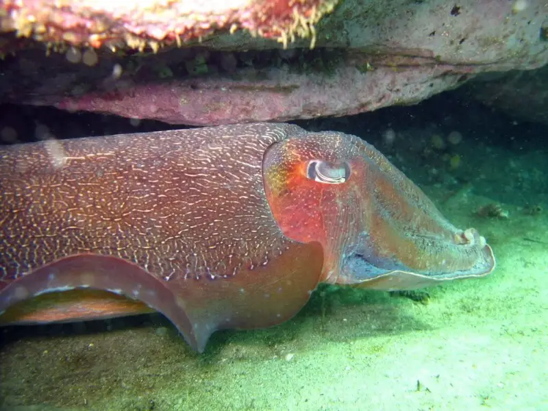 An Australian Giant Cuttlefish (Sepia apama). Fairy Bower, Manly, NSW