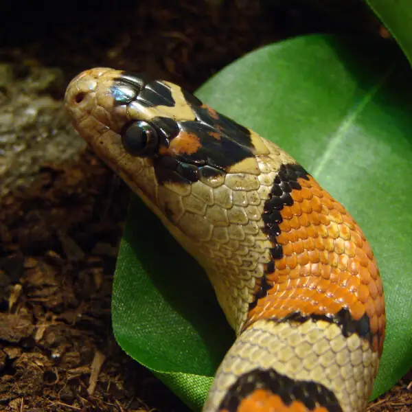 Serpent-Roi Mexicain ( Lampropeltis mexicana). L'Ile aux Serpents, ? La Trimouille (86).