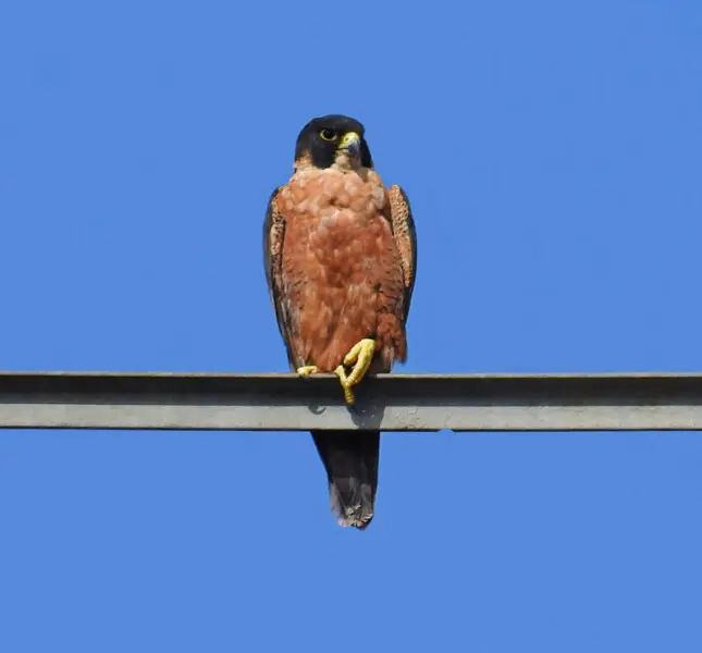 shaheen bird pakistani