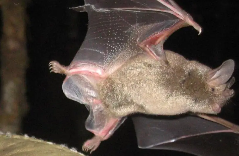 Short-tailed bat
