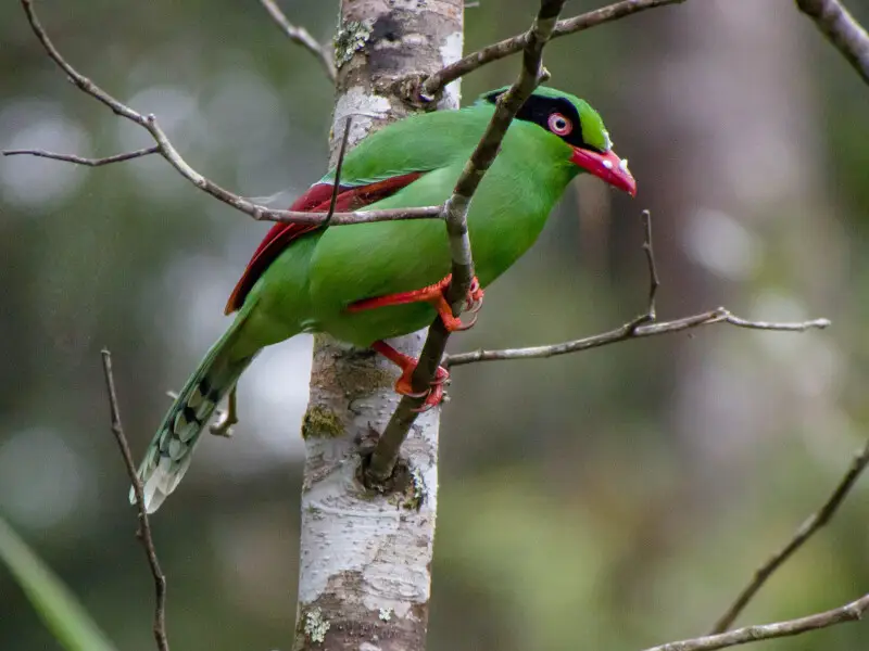 Bornean Green Magpie (Cissa jefferyi) in Sabah, Borneo, formerly a subspecies of the Short-tailed Green Magpie