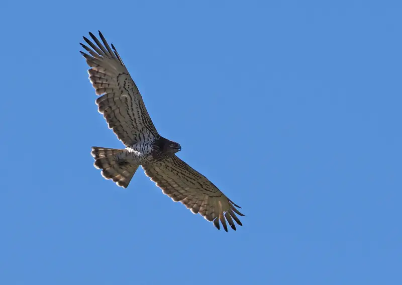 Short-toed snake eagle - Facts, Diet, Habitat & Pictures on Animalia.bio