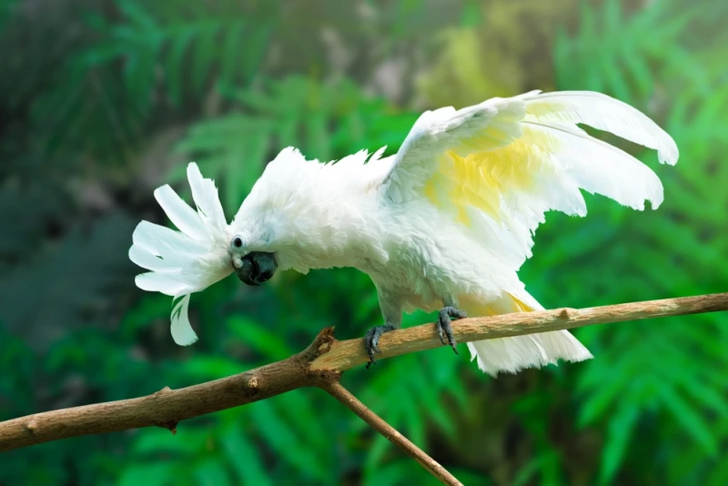 White Cockatoo photo