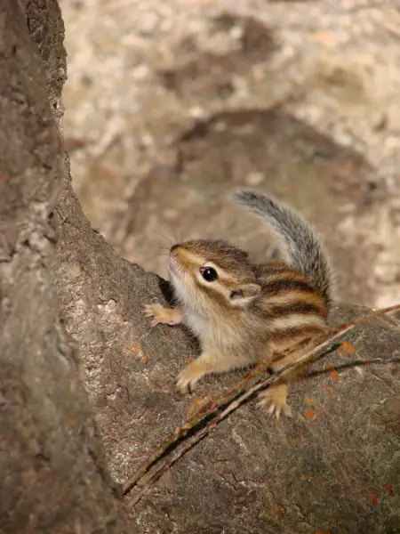 Siberian chipmunk in Korea