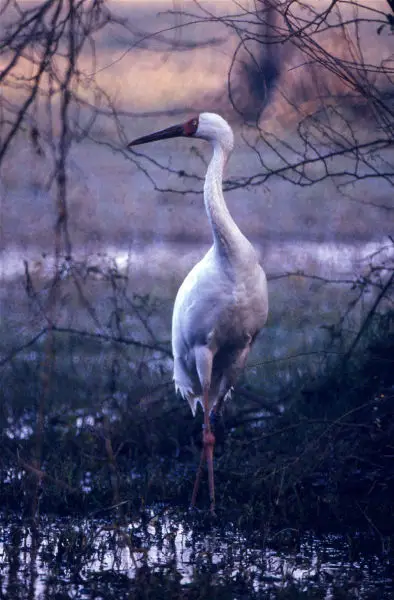 Siberian Crane (Grus leucogeranus)