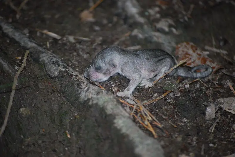 Edible Dormouse photo