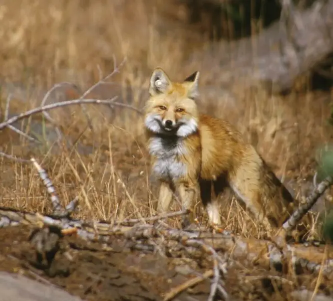 A Sierra Nevada red fox: This red fox, photographed in 2002, was part of a study in Lassen Volcanic National Park.  Note the white round plastic tag in the animal?s right ear. (from: Yosemite National Park: Threatened Mammals)